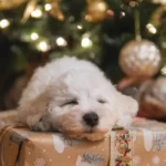 natale e animali domestici
