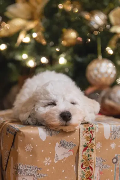 natale e animali domestici