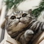 zoppia gatto