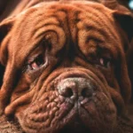 Artrite del cane: cause, stadi, sintomi e gestione