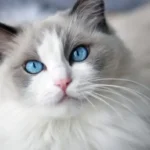 cardiomiopatia ipertrofica felina