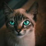 cataratta gatto