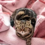 malattie cardiache gatto