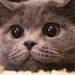 pupille dilatate gatto