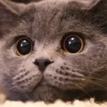 Perché le pupille del mio gatto sono dilatate?
