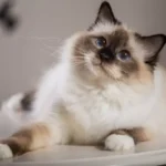 insufficienza cardiaca gatto