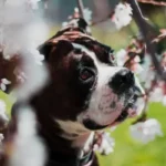 iperplasia gengivale cane