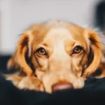 Ingrossamento dei reni nel cane: sintomi, cause e opzioni terapeutiche