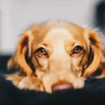 ingrossamento renale cane