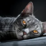 lesione renale acuta gatto