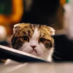malattie cutanee autoimmuni gatto