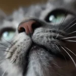 acne felina