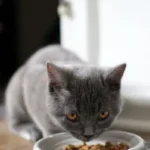 Cambiare l'alimentazione del gatto: quando è il momento giusto?