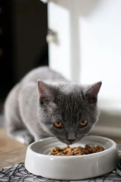 cambiare alimentazione gatto