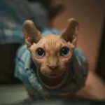 glaucoma gatto