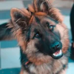 polipi rettali cane