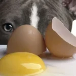 Le uova nell'alimentazione del cane: tutto ciò che devi sapere