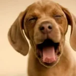 Il linguaggio corporeo del cane: perché sbadiglia?