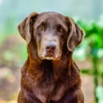 demenza senile cane