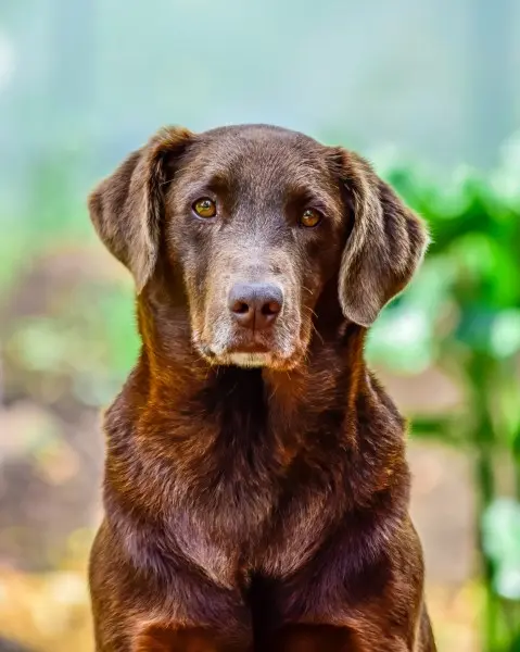 demenza senile cane