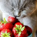 Gatti e fragole: una combinazione sicura? Scopri cosa dice la scienza