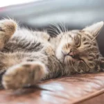 La verità sul sonno dei gatti: scopri perché dormono tanto