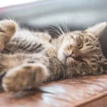 gatto dorme sempre