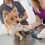 Ipertensione nel cane: sintomi e strategie efficaci di trattamento