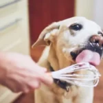 Maionese nella dieta del cane: sì o no?