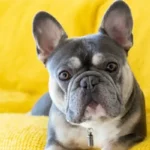 Polmonite da aspirazione nel cane: sintomi, cause e trattamento