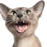 Sanguinamento orale nel gatto: cause e come intervenire
