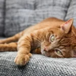 Ulcera gastrica o intestinale nel gatto: sintomi, cause e trattamento