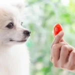cane pomodoro