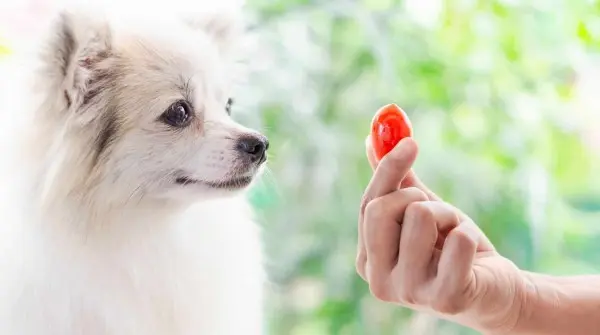 cane pomodoro