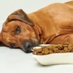 dieta cane cancro