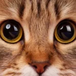 distacco retina gatto