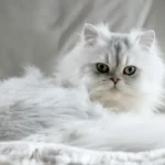 endocardite gatto