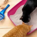 gatto mangia lettiera