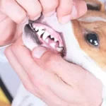 gengive pallide cane