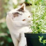 rosmarino gatto