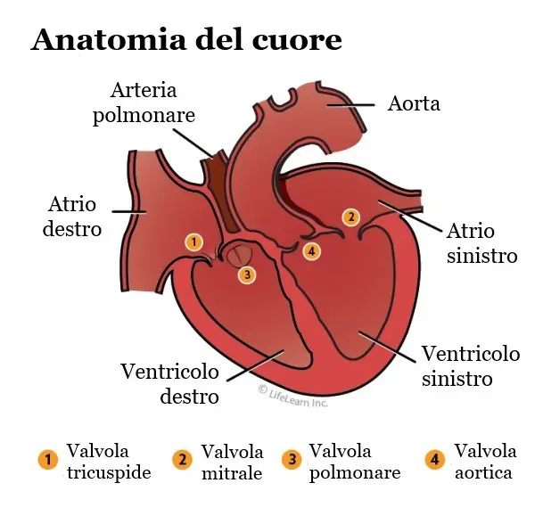 anatomia cuore gatto