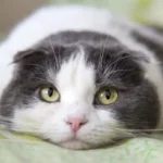 aritmie cardiache gatto