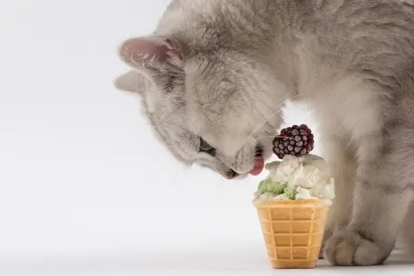 gelato gatto