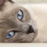 ipoglicemia gatto