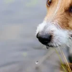 leptospirosi canina