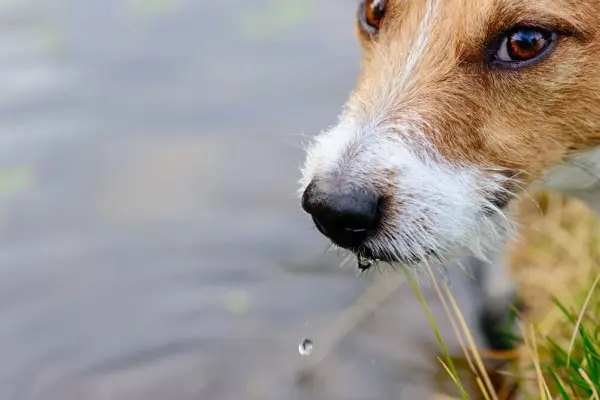 leptospirosi canina