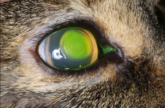 colorazione fluoresceina ulcera corneale gatto