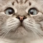 edema nasale gatto