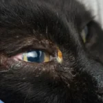 herpesvirus felino