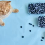mirtilli gatto